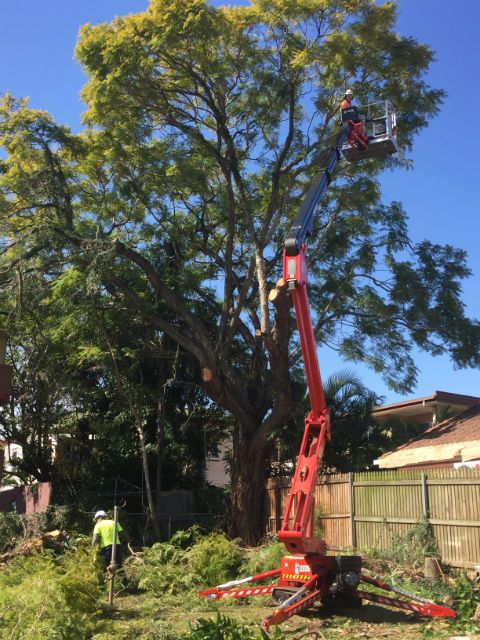 The team's red tracked elevated work platform raised beside a tall tree